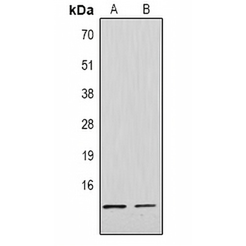 Histone H4 (DiMethyl-K79) Rabbit Polyclonal Antibody
