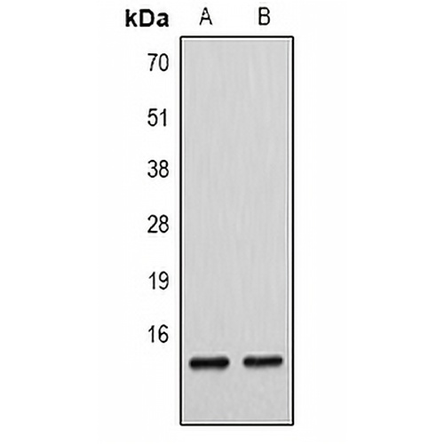 Histone H4 (MonoMethyl-K79) Rabbit Polyclonal Antibody