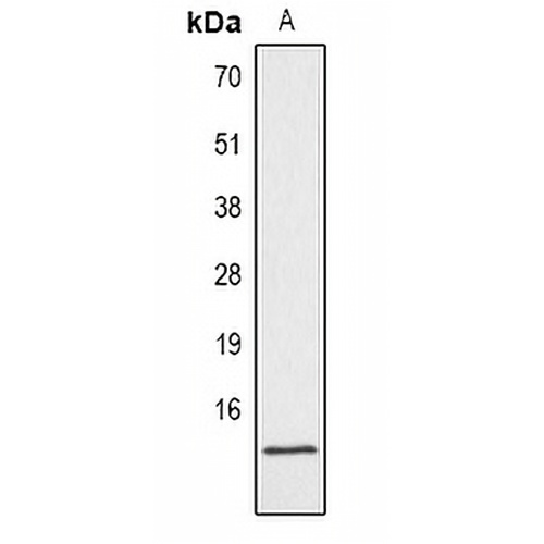 Histone H4 (Phospho-S1) Rabbit Polyclonal Antibody