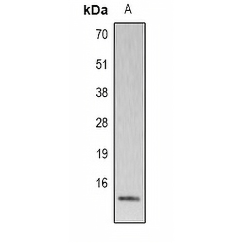 Histone H4 (Phospho-S80) Rabbit Polyclonal Antibody