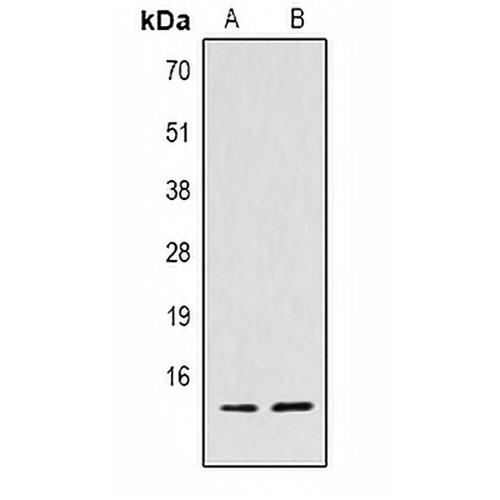Histone H4 (TriMethyl-K59) Rabbit Polyclonal Antibody
