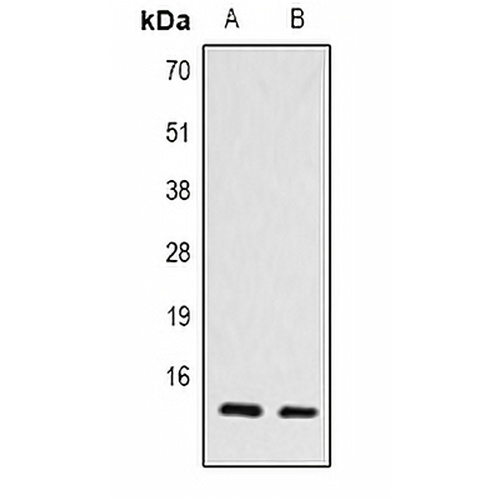 Histone H4 (TriMethyl-K79) Rabbit Polyclonal Antibody