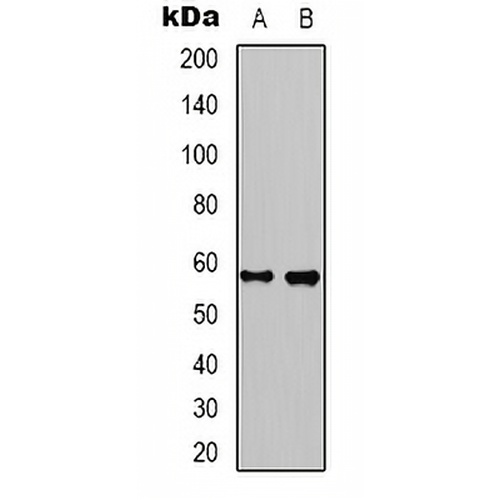 Kv1.8 Rabbit Polyclonal Antibody