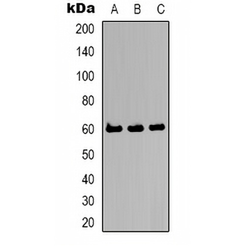 Kv10.2 Rabbit Polyclonal Antibody
