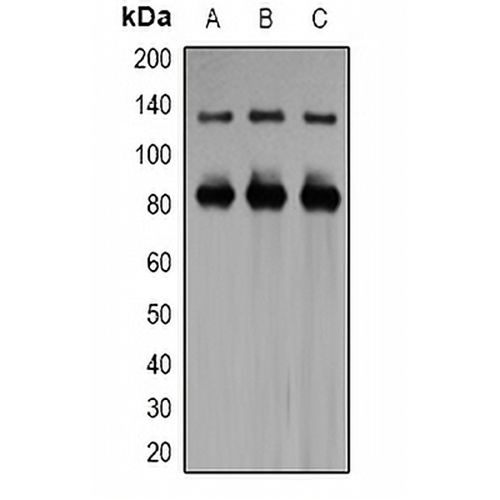 Kv11.3 Rabbit Polyclonal Antibody