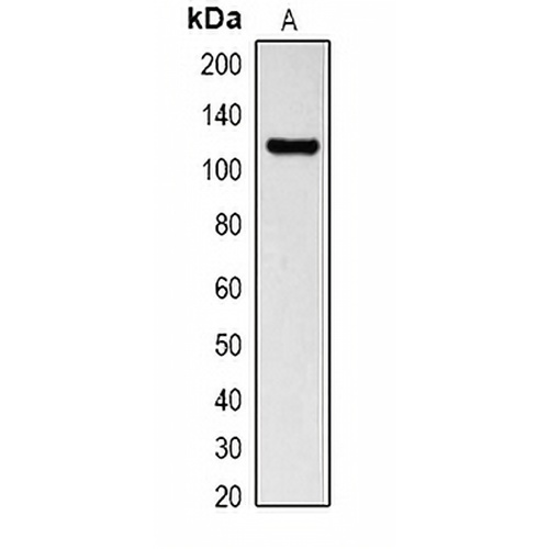 LexA DNA Binding Region Rabbit Polyclonal Antibody
