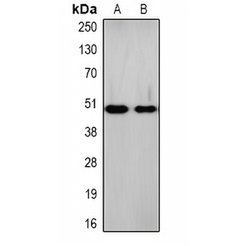 Na+/K+-ATPase beta1 Rabbit Polyclonal Antibody
