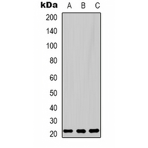 Peroxiredoxin 1 Rabbit Polyclonal Antibody