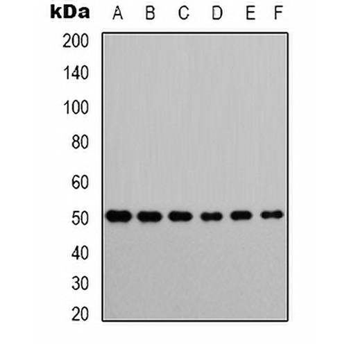 SMAD3 Rabbit Polyclonal Antibody