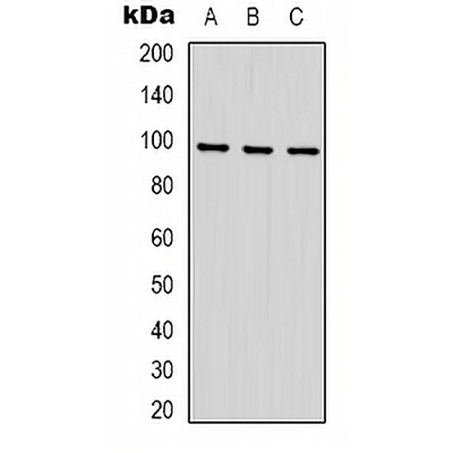 STAT2 Rabbit Polyclonal Antibody