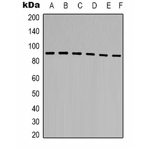 STAT5B Rabbit Polyclonal Antibody