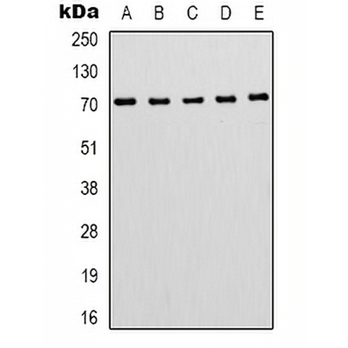 ZNF499 Rabbit Polyclonal Antibody