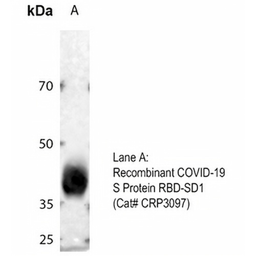 COVID-19 Spike glycoprotein Rabbit Polyclonal Antibody