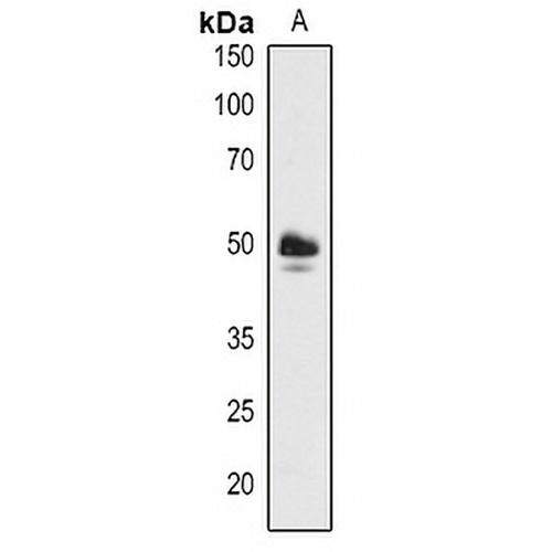 ABF3 Rabbit Polyclonal Antibody