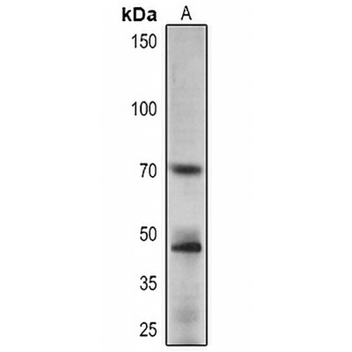 APRR1 Rabbit Polyclonal Antibody