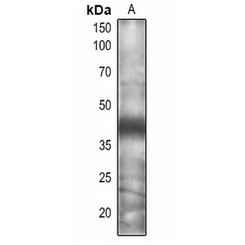 CSN5A/B Rabbit Polyclonal Antibody