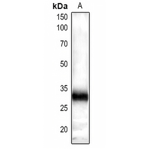 GRF-pan Rabbit Polyclonal Antibody