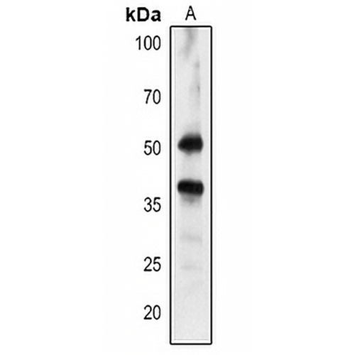 HPR Rabbit Polyclonal Antibody