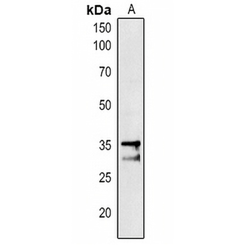 PAP1 Rabbit Polyclonal Antibody