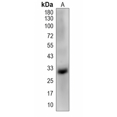 psbA Rabbit Polyclonal Antibody