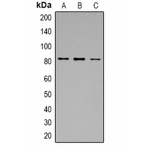 Calpain 1 Rabbit Polyclonal Antibody