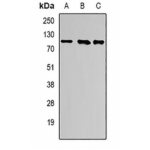 ATF6 Rabbit Polyclonal Antibody