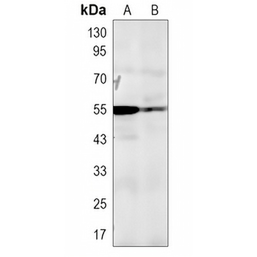 OLFM1 Rabbit Polyclonal Antibody