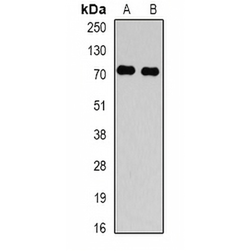 TBRG4 Rabbit Polyclonal Antibody