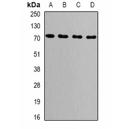 GRP75 Rabbit Polyclonal Antibody