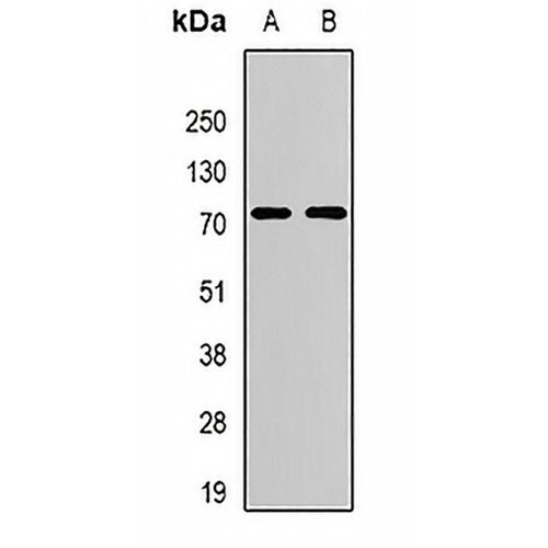 ATG13 Rabbit Polyclonal Antibody