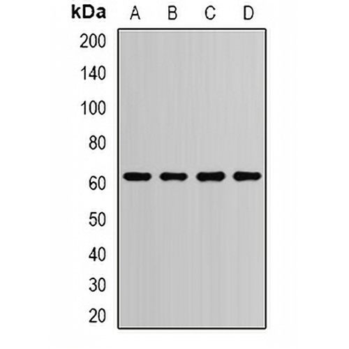 PDI Rabbit Polyclonal Antibody