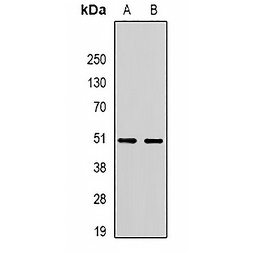 RBFOX3 Rabbit Polyclonal Antibody