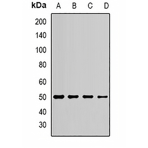 EEF1A1 Rabbit Polyclonal Antibody