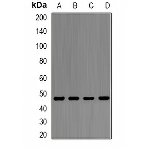 Alpha-enolase Rabbit Polyclonal Antibody
