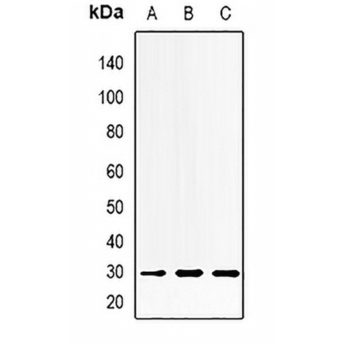 MTAP Rabbit Polyclonal Antibody