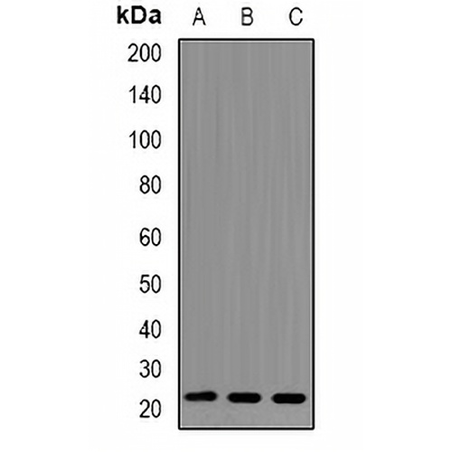 RhoC Rabbit Polyclonal Antibody