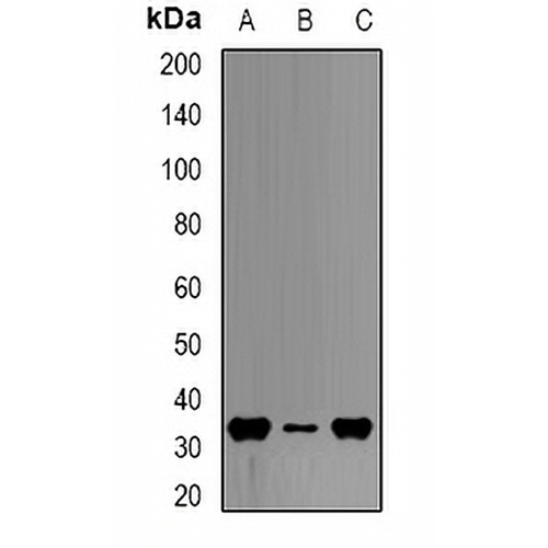 HADH Rabbit Polyclonal Antibody