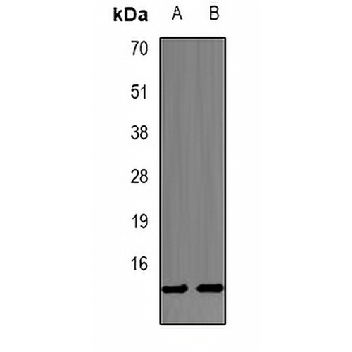 PHPT1 Rabbit Polyclonal Antibody