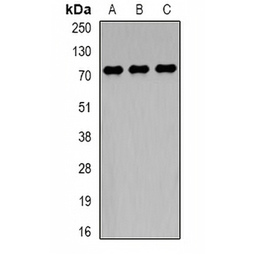 TCF4 Rabbit Polyclonal Antibody