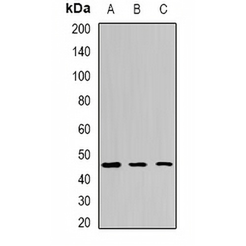 EGLN1 Rabbit Polyclonal Antibody