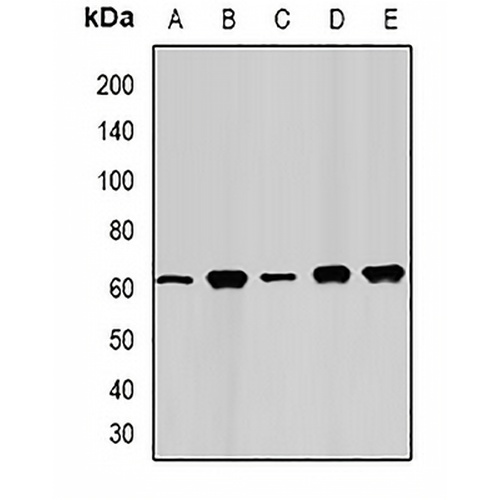 FAAH Rabbit Polyclonal Antibody