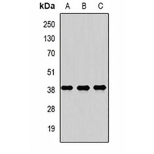 RASSF1 Rabbit Polyclonal Antibody