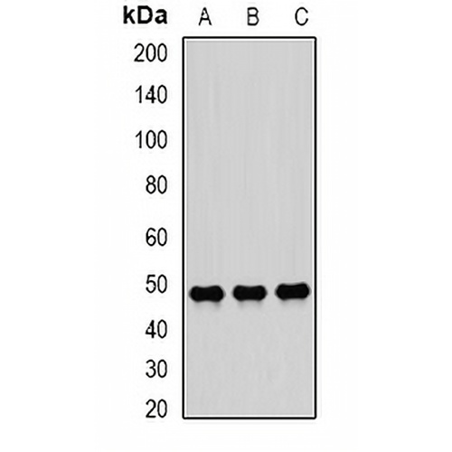SCRN2 Rabbit Polyclonal Antibody