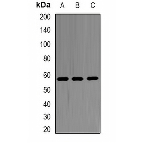 SHMT2 Rabbit Polyclonal Antibody