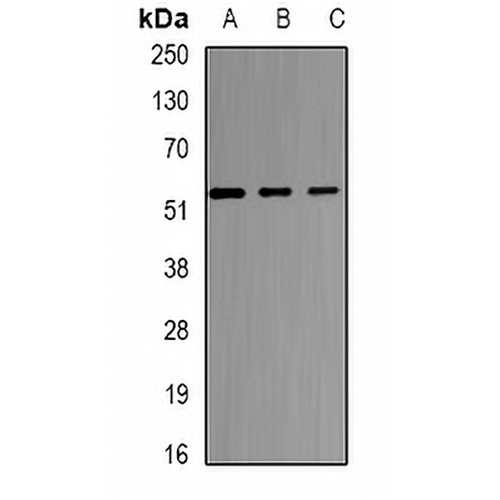 SELENBP1 Rabbit Polyclonal Antibody