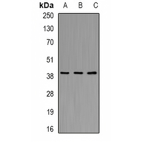 AKR7A2 Rabbit Polyclonal Antibody