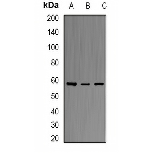 ERG Rabbit Polyclonal Antibody