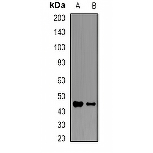 HFE Rabbit Polyclonal Antibody