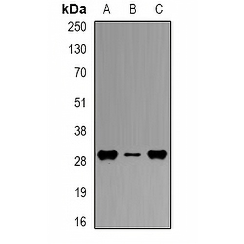 HLA-DPB1 Rabbit Polyclonal Antibody