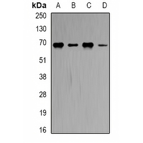 CBS Rabbit Polyclonal Antibody